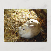 Carte Postale Bunny de paille (Devant)