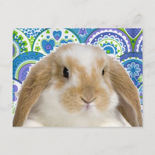 Carte Postale Bunny Funky (Devant)