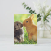 Carte Postale Bunny Kiss (Debout devant)