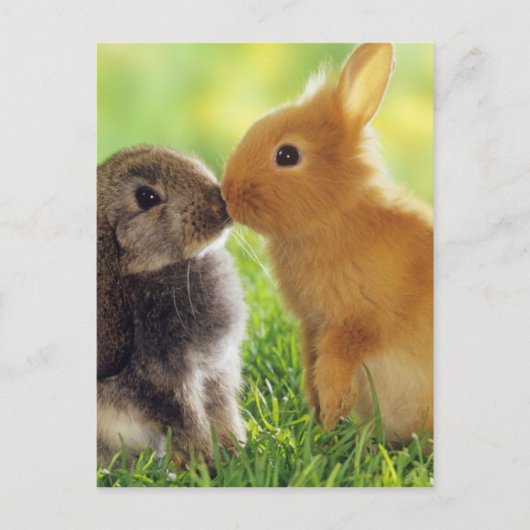 Carte Postale Bunny Kiss (Devant)