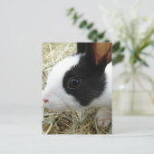 Carte Postale Bunny néerlandais (Debout devant)