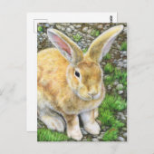 Carte Postale Bunny Pastel (Devant / Derrière)
