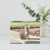 Carte Postale bunny rabbit photo Easter spring (Debout devant)