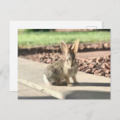 Carte Postale bunny rabbit photo Easter spring (Devant / Derrière)