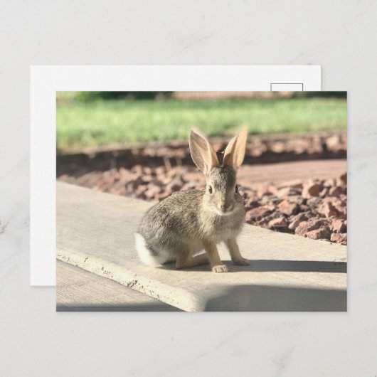 Carte Postale bunny rabbit photo Easter spring (Devant / Derrière)