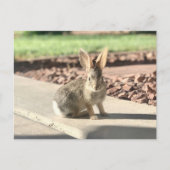 Carte Postale bunny rabbit photo Easter spring (Devant)