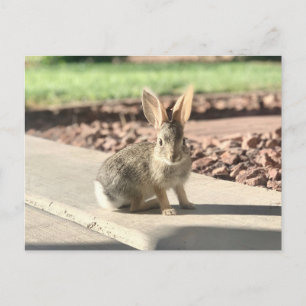 Carte Postale bunny rabbit photo Easter spring