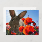 Carte Postale Bunny Springtime (Devant / Derrière)