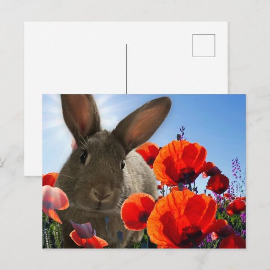 Carte Postale Bunny Springtime (Devant / Derrière)