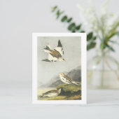 Carte Postale Bunting de neige par Audubon (Debout devant)