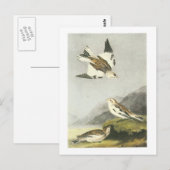 Carte Postale Bunting de neige par Audubon (Devant / Derrière)