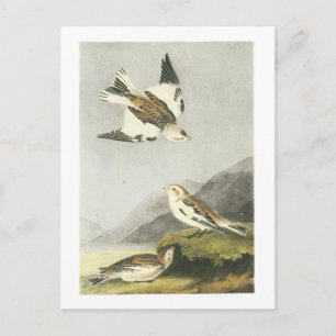 Carte Postale Bunting de neige par Audubon