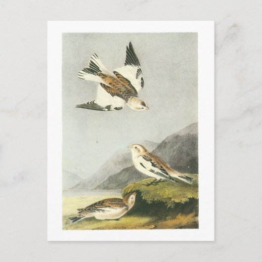 Carte Postale Bunting de neige par Audubon (Devant)