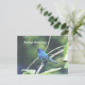 Carte Postale Bunting Indigo (Debout devant)