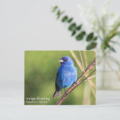 Carte Postale Bunting Indigo (Debout devant)