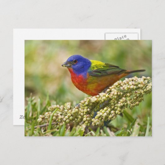 Carte Postale Bunting peint (Devant / Derrière)