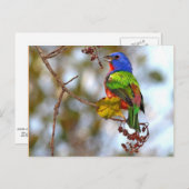 Carte Postale Bunting peint, bel oiseau coloré (Devant / Derrière)