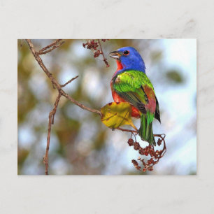 Carte Postale Bunting peint, bel oiseau coloré