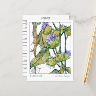 Carte Postale Burdock Materia Medica Herbal Plante Study Card