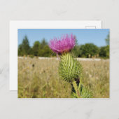 Carte postale Burdock Thistle (Devant / Derrière)