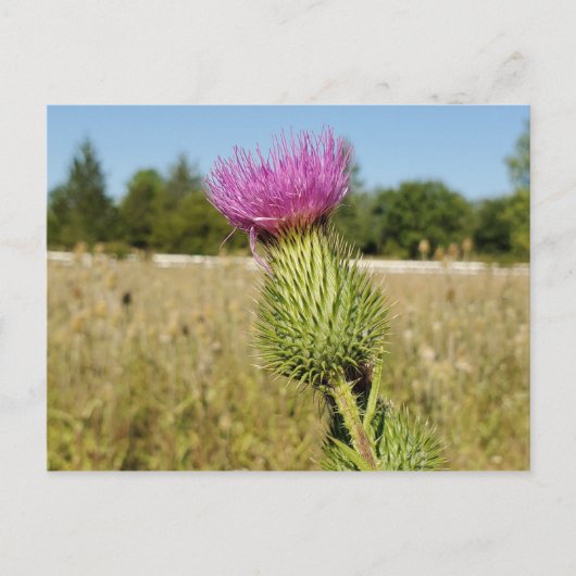 Carte postale Burdock Thistle (Devant)