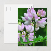 Carte Postale Bureaux de fleurs rose et blanc (Devant / Derrière)