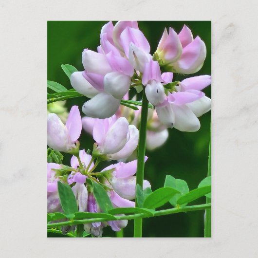 Carte Postale Bureaux de fleurs rose et blanc (Devant)