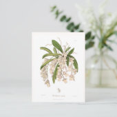 Carte Postale Burlingtonia venusta (Debout devant)