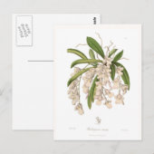 Carte Postale Burlingtonia venusta (Devant / Derrière)