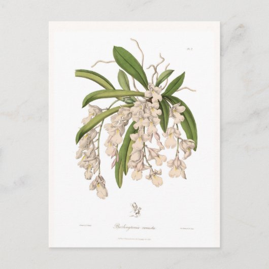 Carte Postale Burlingtonia venusta (Devant)