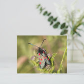 Carte Postale Burnet Moth (Debout devant)