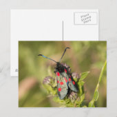 Carte Postale Burnet Moth (Devant / Derrière)