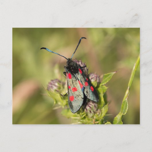 Carte Postale Burnet Moth (Devant)