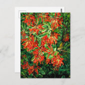 Carte Postale Burning Bush et Emu Wren du Chili, art (Devant / Derrière)