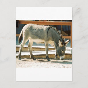 Carte Postale Burro en ville