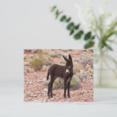 Carte Postale Burro Foal (Debout devant)