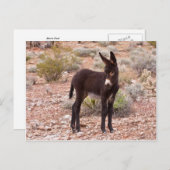 Carte Postale Burro Foal (Devant / Derrière)