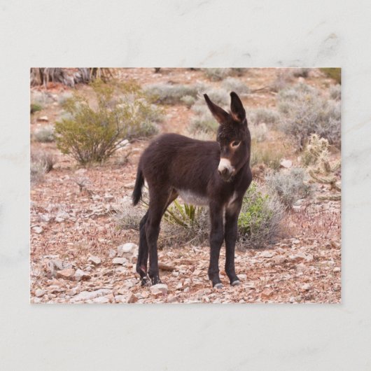 Carte Postale Burro Foal (Devant)