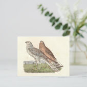 Carte Postale Busard Saint-Martin (Buse à queue barrée) NY Bird (Debout devant)