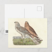 Carte Postale Busard Saint-Martin (Buse à queue barrée) NY Bird (Devant / Derrière)