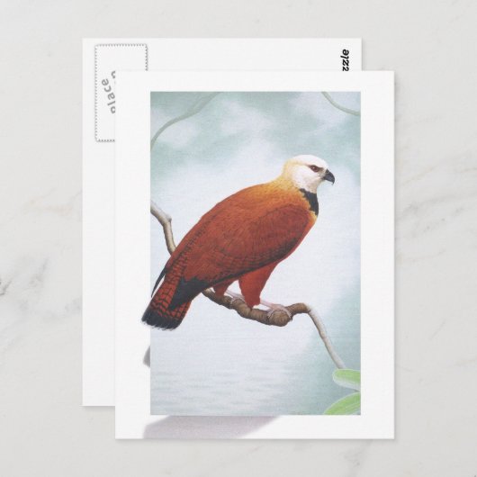 Carte Postale Buse à collier noir (Devant / Derrière)