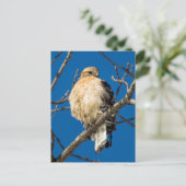 Carte Postale Buse à épaulettes rouge (Debout devant)