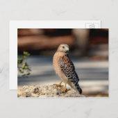 Carte Postale Buse à épaulettes rouge sur un rocher (Devant / Derrière)