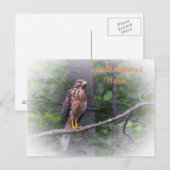 Carte Postale Buse à épaulettes rouges (Devant / Derrière)