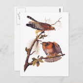 Carte Postale Buse à épaulettes roux Audubon Oiseau de proie (Devant / Derrière)