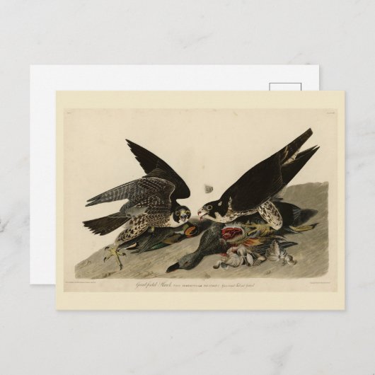 Carte Postale Buse à pattes géantes des oiseaux d'Amérique d'Aud (Devant / Derrière)