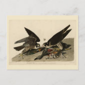 Carte Postale Buse à pattes géantes des oiseaux d'Amérique d'Aud (Devant)
