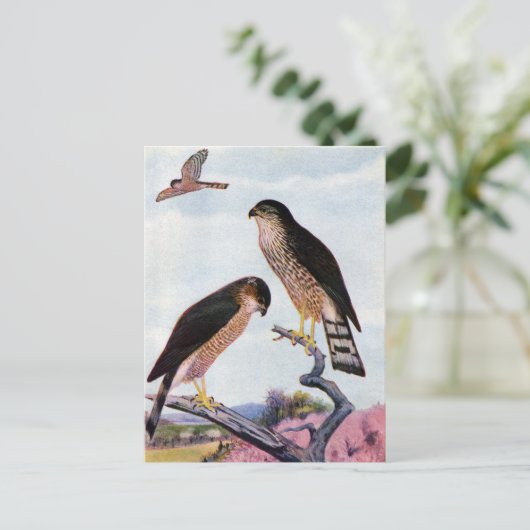 Carte Postale Buse à peau claire (Debout devant)