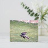 Carte Postale Buse à peau claire en vol (Debout devant)