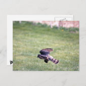 Carte Postale Buse à peau claire en vol (Devant / Derrière)